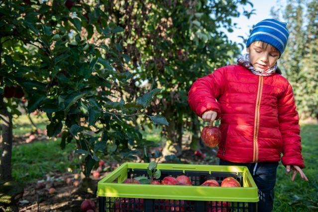 Apple picking